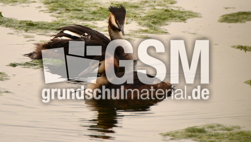 Haubentaucher (14).JPG